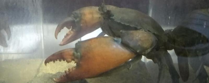 三门青蟹什么时候肥