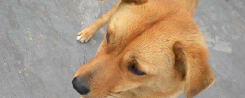 犬巴贝斯虫病怎么治疗