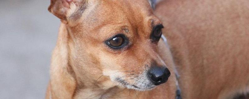 狂犬病能检查出来吗