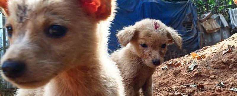 狂犬病疫苗多少钱一针