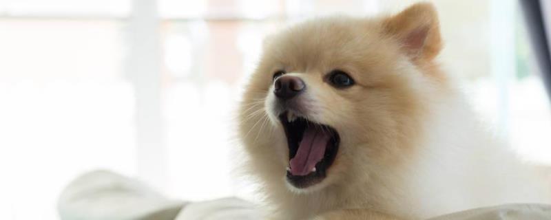犬瘟热怎么引起的