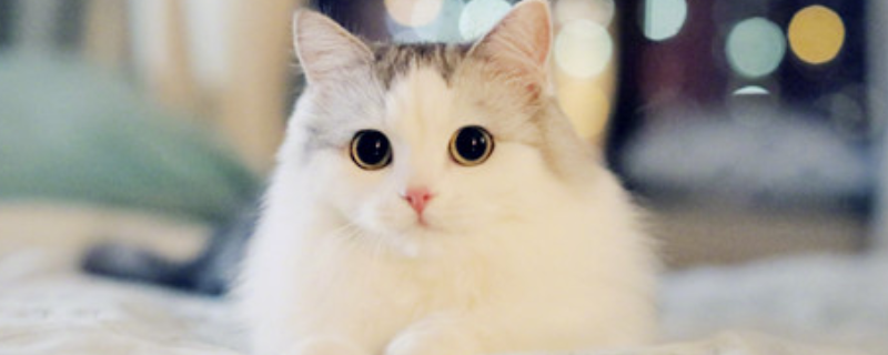 布偶猫怎么养才好