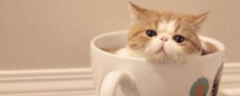 茶杯猫寿命有多长