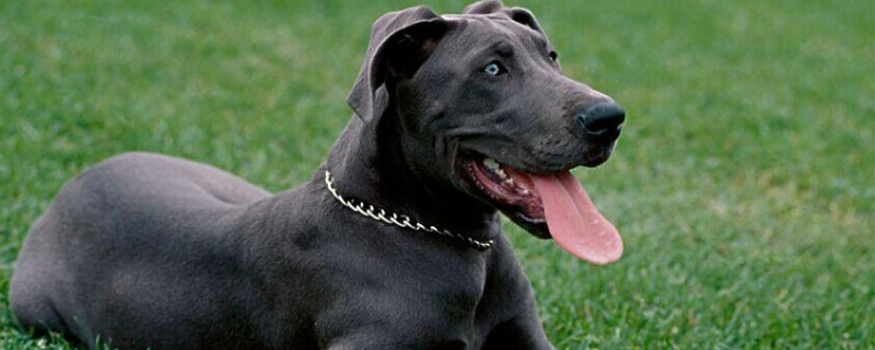 大丹犬怎么饲养