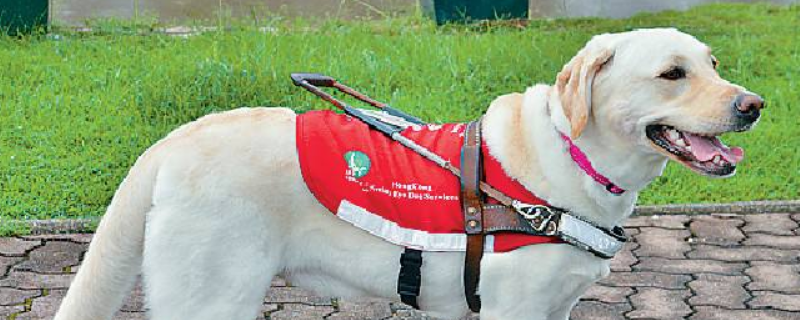 导盲犬是什么狗