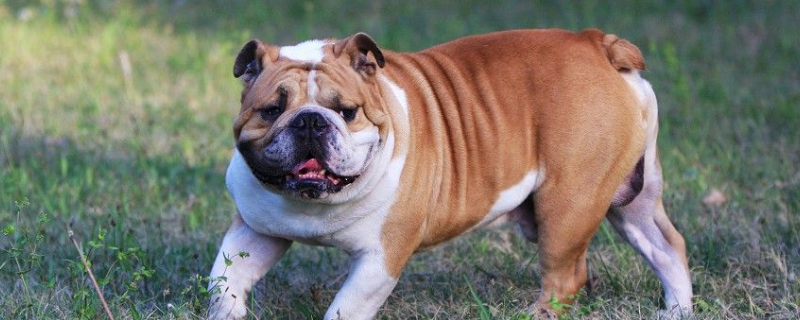 美国斗牛犬怎么来的