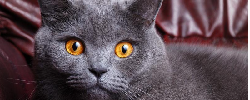 英国短毛猫和美国短毛猫的区别