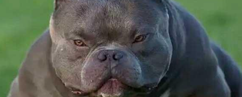美国恶霸犬和比特哪个厉害