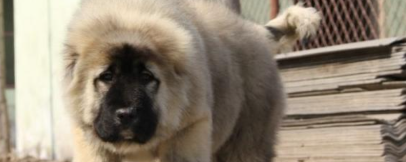 高加索犬怎么养