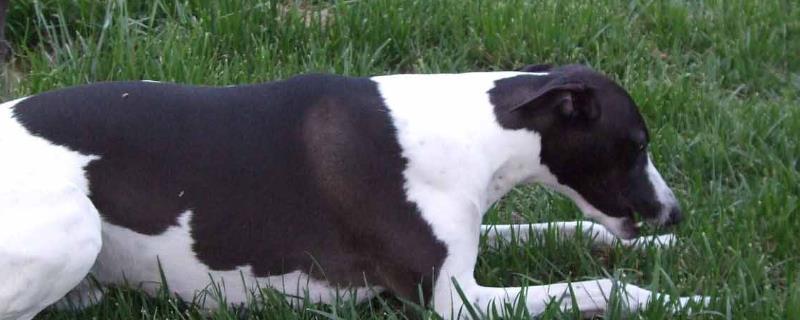惠比特犬如何训练