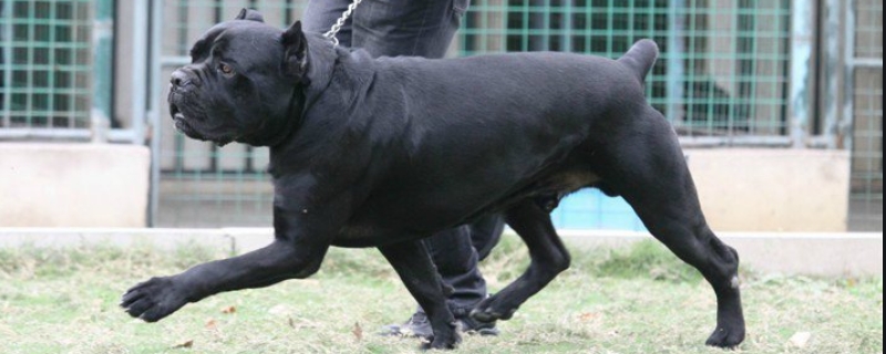 卡斯罗犬怎样训练