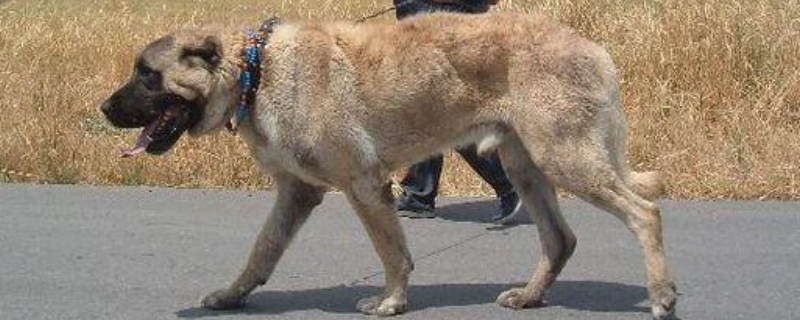 坎高犬和藏獒谁历害