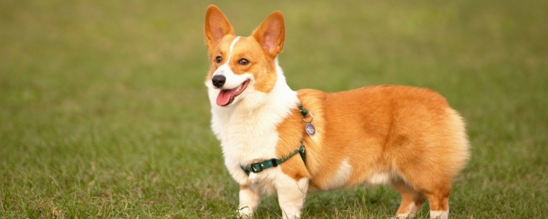 柯基犬好不好饲养