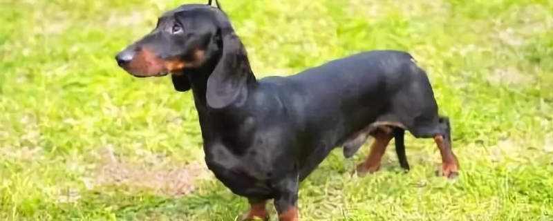 腊肠犬的饲养方法