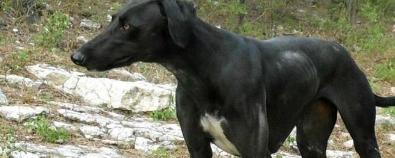 格力犬怎么养才好