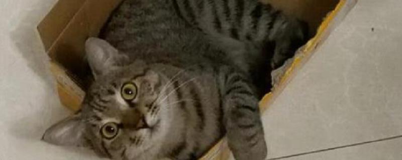 狸花猫和虎斑猫的区别