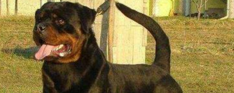 罗威纳犬怎么训练