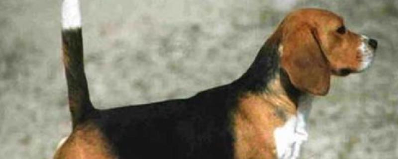 猎兔犬的饲养方法