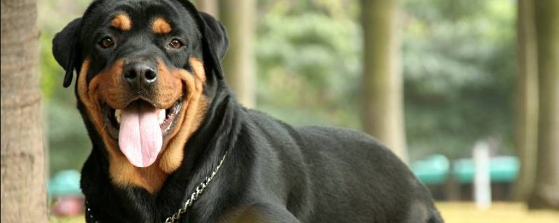 罗威纳犬吃什么狗粮