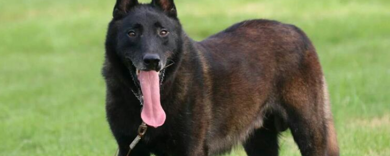 马犬的训练方法