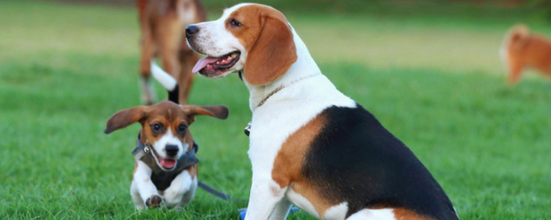 比格犬怎么训练