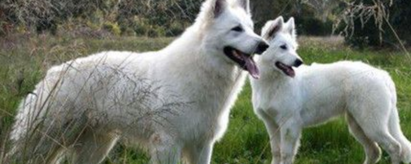 比利时牧羊犬好养吗