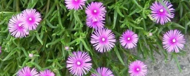 龙须海棠不开花怎么办