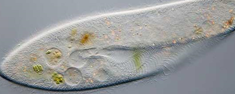 草履虫是原核生物吗
