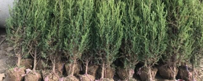 柏树苗种植方法