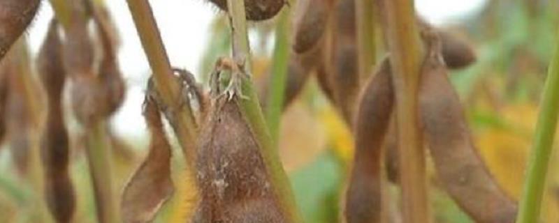 黄豆的种植技术