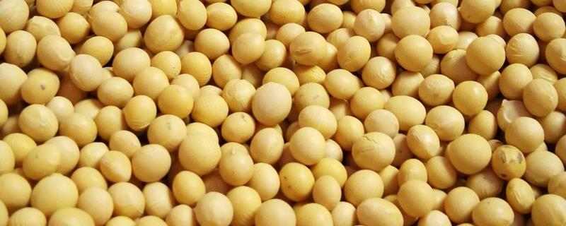 毛豆和黄豆一样吗