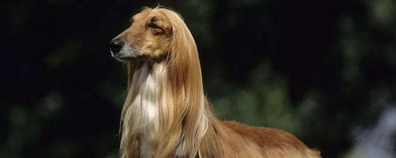 阿富汗猎犬为什么被禁养
