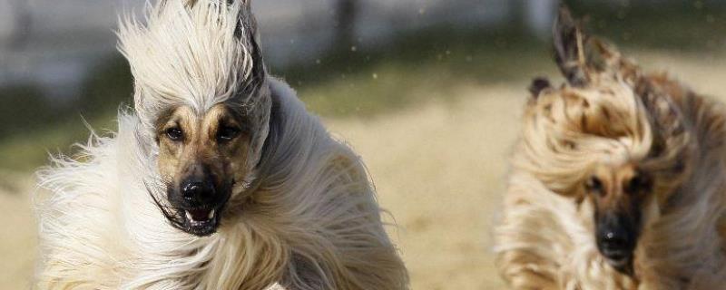 阿富汗猎犬智商高吗