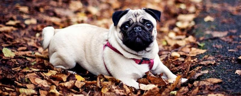 巴哥犬的性格特点