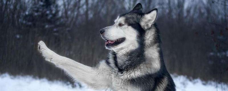 爱斯基摩犬咬人吗