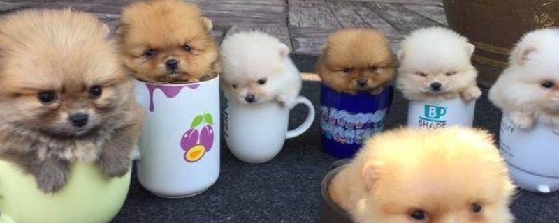 茶杯犬能长多大