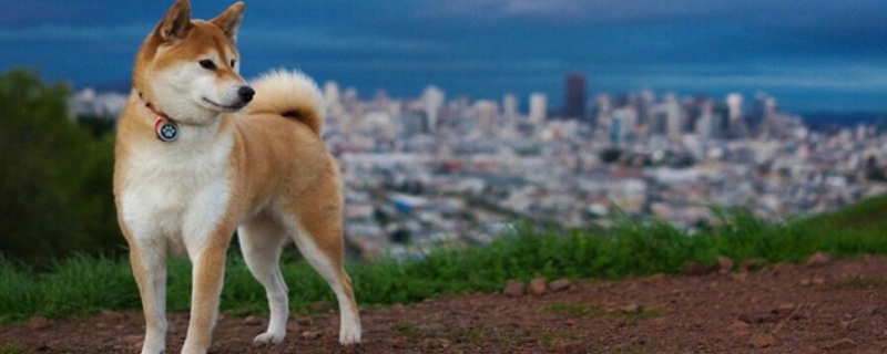 柴犬和秋田犬的区别