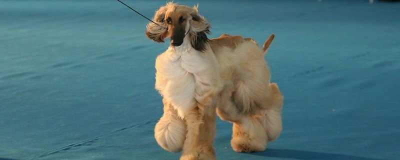 阿富汗猎犬选购方法