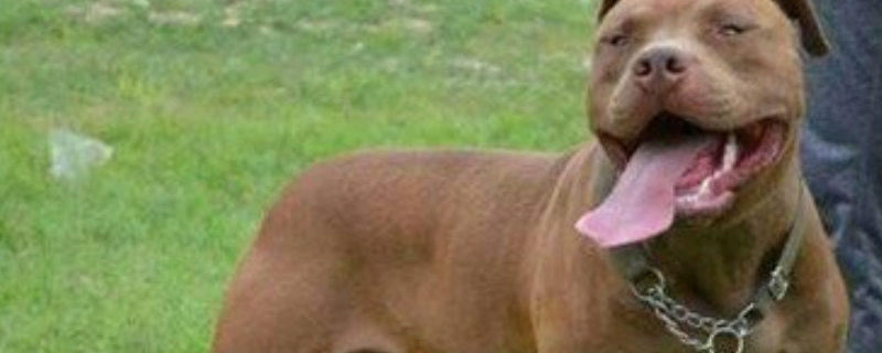 比特犬的挑选方法