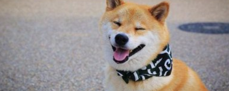 柴犬怎么挑选