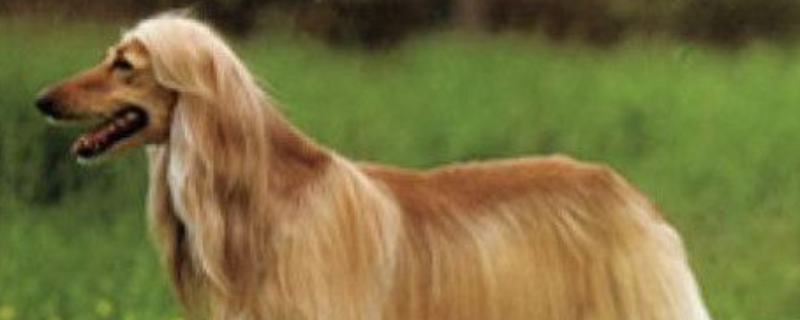 阿富汗猎犬怎么训练