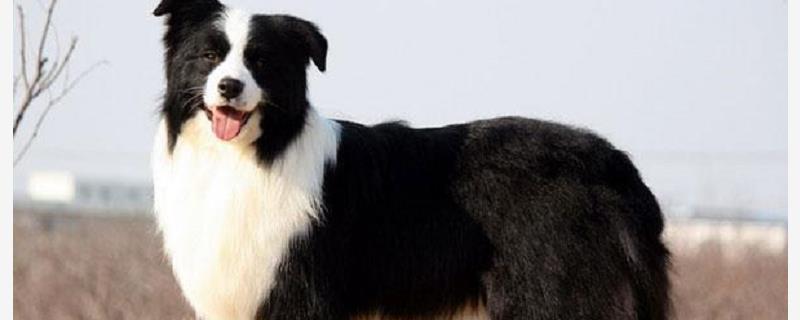 边境牧羊犬好养吗