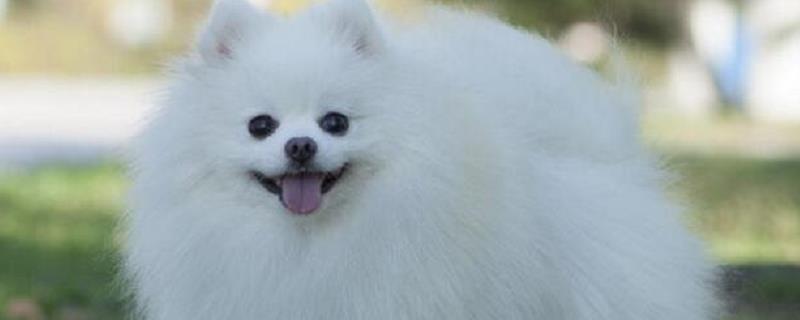 博美犬好养吗