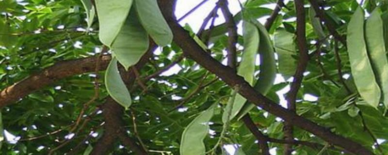 皂角树种子种植方法