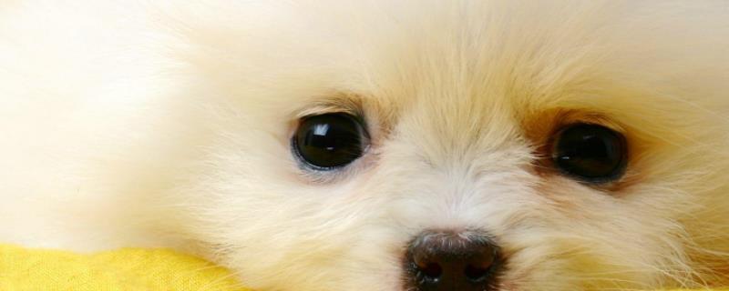茶杯犬好养吗