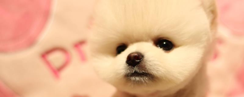 茶杯犬幼犬怎么养