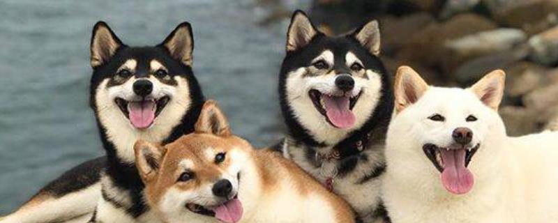 日本柴犬怎么养