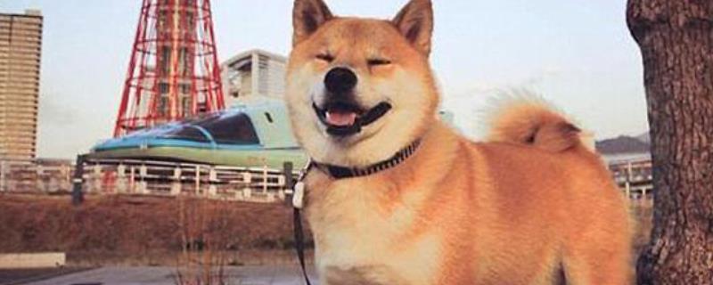 日本柴犬怎么训练