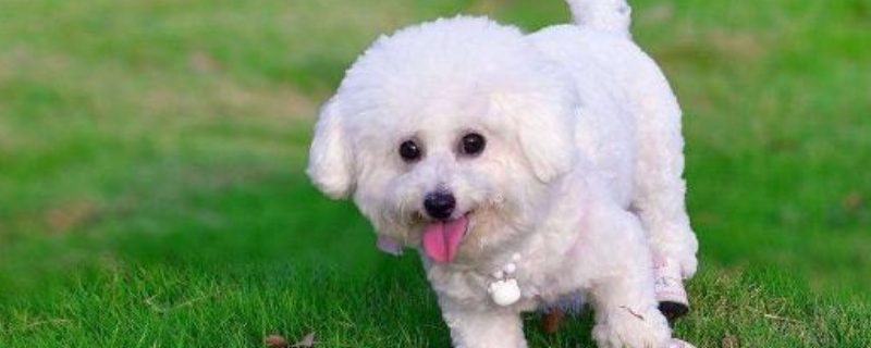 比熊犬吃什么狗粮好