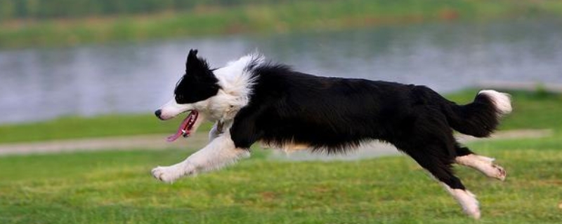 边境牧羊犬吃什么狗粮